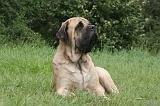 MASTIFF 063